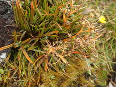 Aciphylla cartilaginea