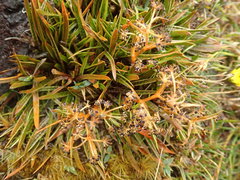 Aciphylla cartilaginea