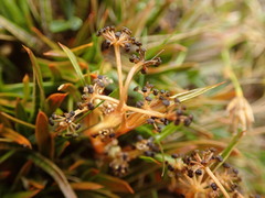Aciphylla cartilaginea