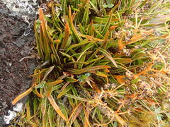 Aciphylla cartilaginea