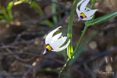 Walleria gracilis