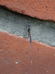 Gasteruption jaculator