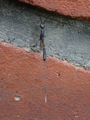 Gasteruption jaculator