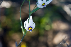 Walleria gracilis