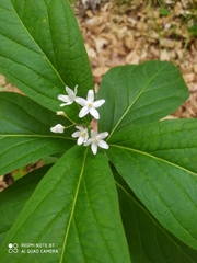 Vincetoxicum ascyrifolium