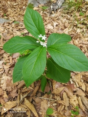 Vincetoxicum ascyrifolium