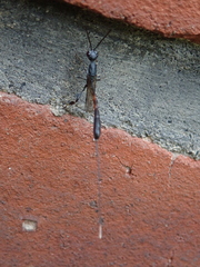 Gasteruption jaculator