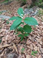 Vincetoxicum ascyrifolium