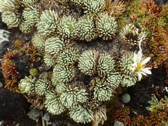 Celmisia clavata