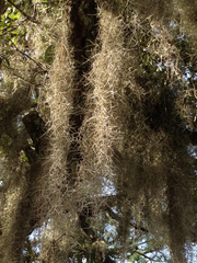 Tillandsia usneoides image