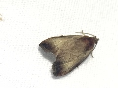 Olethreutes inornatana