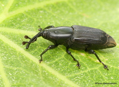 Odoiporus longicollis