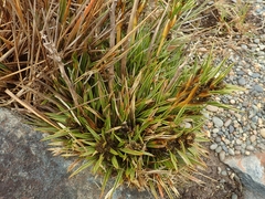 Aciphylla cartilaginea