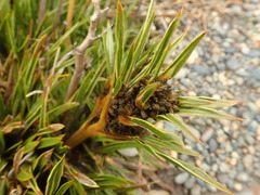 Aciphylla cartilaginea