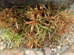 Aciphylla cartilaginea