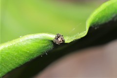 Emertonella taczanowskii