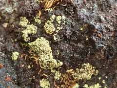 Arthrorhaphis alpina