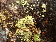 Arthrorhaphis alpina