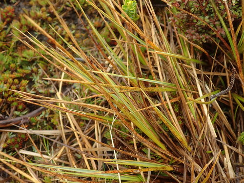 Chionochloa crassiuscula ssp. crassiuscula