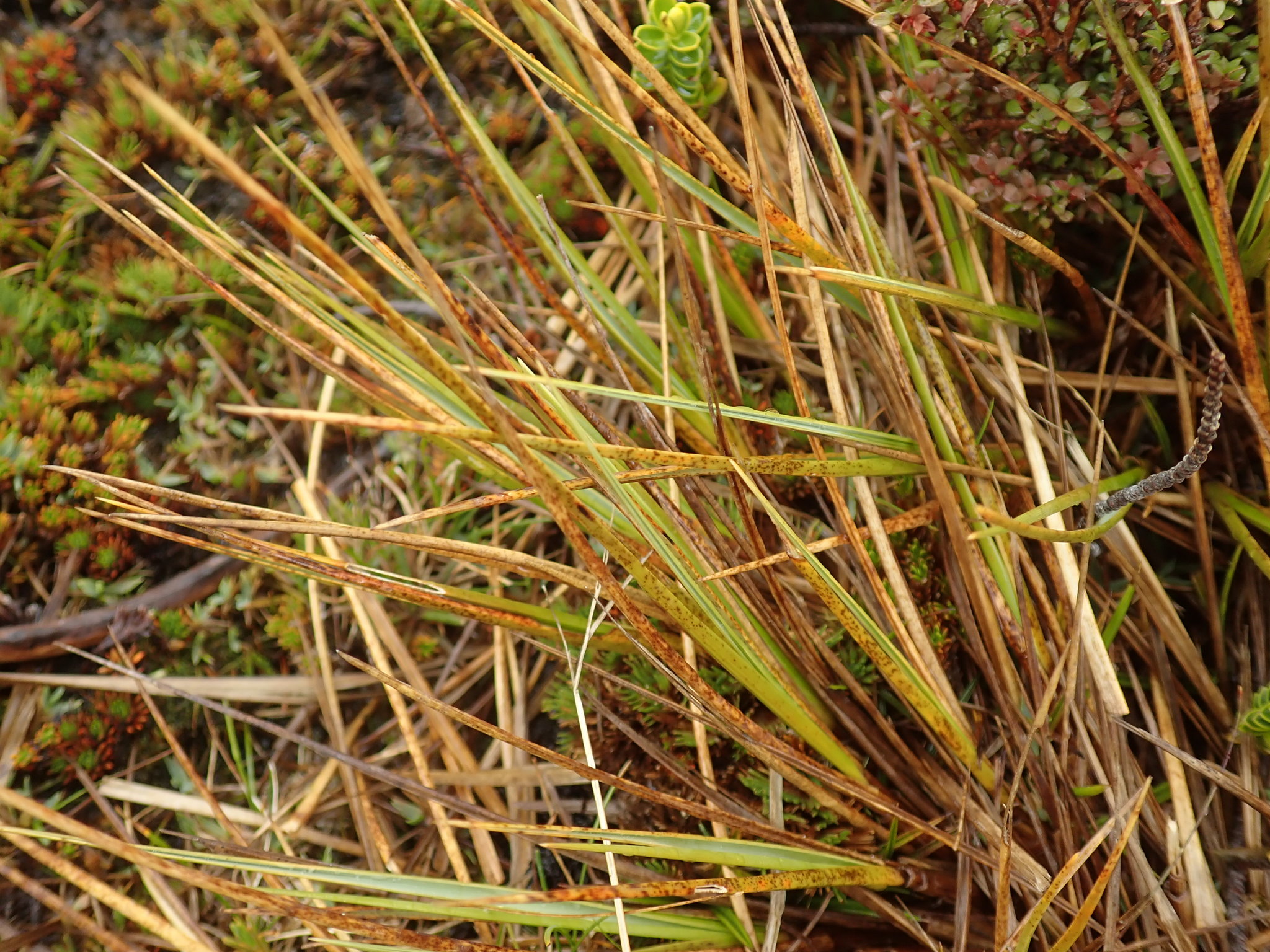 Chionochloa crassiuscula ssp. crassiuscula