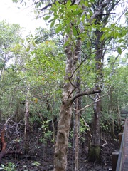 Xylocarpus granatum