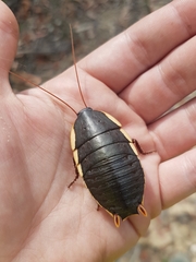 Polyzosteria limbata