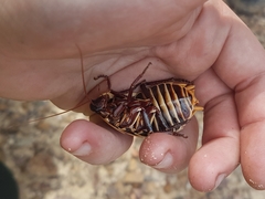 Polyzosteria limbata