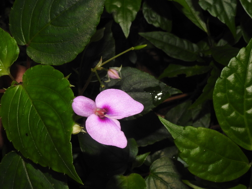 Image of Impatiens cordata by (c) Hopeland, some rights reserved (CC BY)