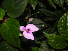 Impatiens cordata