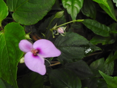 Impatiens cordata