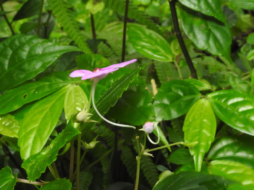 Image of Impatiens cordata by (c) Hopeland, some rights reserved (CC BY)