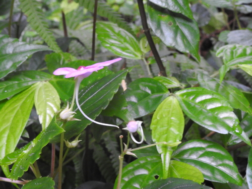 Image of Impatiens cordata by (c) Hopeland, some rights reserved (CC BY)