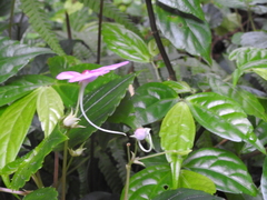 Impatiens cordata
