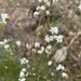 Small-leafed White Beard - Photo (c) Jo, some rights reserved (CC BY-NC), uploaded by Jo