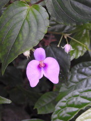 Impatiens cordata