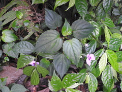 Impatiens cordata