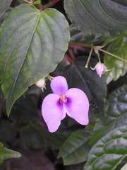 Impatiens cordata