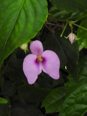 Impatiens cordata