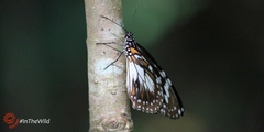 Danaus affinis affinis