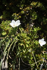 Veronica macrantha