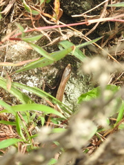 Kaestlea travancorica