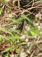 Kaestlea travancorica