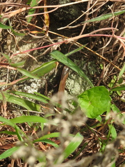 Kaestlea travancorica