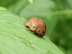 Hyperoncus lateritius