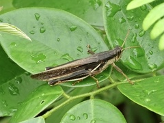 Stenocatantops mistshenkoi