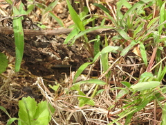 Kaestlea travancorica