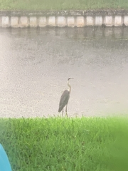 Ardea herodias