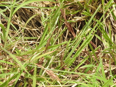 Kaestlea travancorica