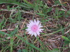 Crepis rubra