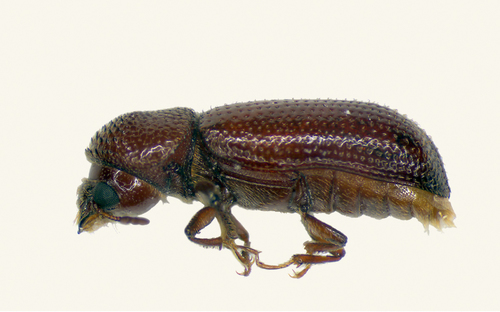 Lesser Grain Borer photo 4